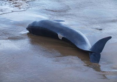 Corrientes del Pacífico arrastran a delfín a morir en Nicaragua