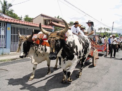 Fiesta para los bueyes en Costa Rica