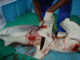 Denuncian en Nicaragua pesca ilegal de crías de tiburones