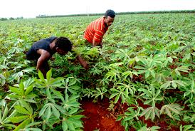 Cuba pone en marcha cooperativas no agrícolas