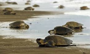 Descartan presunta masacre de tortugas en Nicaragua